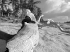 Badu Island Lilly Beach Badu Island Lilly Beach