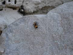 Velvet Ant