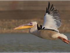 flying pelican--at  Bhuj