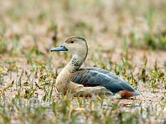 Lesser Whistling Duck
