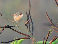 Plain Prinia
