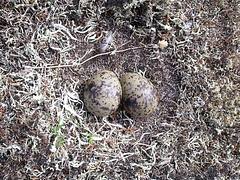 Arctic Tern Eggs