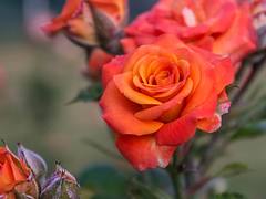 Orange Rose
