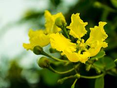 Yellow & Green