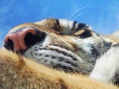 I Can See Up Your Nose