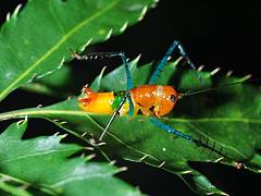 Colorful nymph