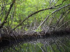 Mangrove forest in Bocas Del Toro, Panama
