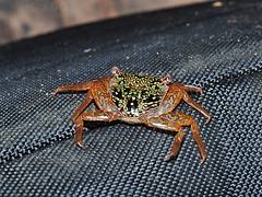 Crab from Bocas del Toro
