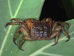 Crab from Bocas del Toro