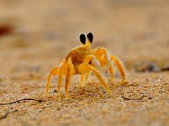 Bocas del Crab