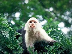 Costa Rican Monkey, Monteverde Costa Rica