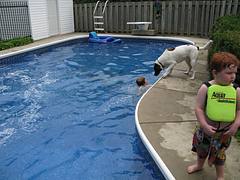 Pool, kids and dogs