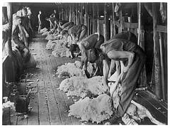 Shearing sheep, Barcaldine District, c 1948