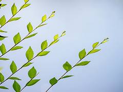 Green Leaves Green Leaves
