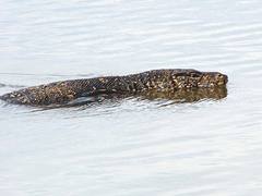Water Monitor swimming in Bentota River