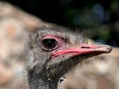 Щраус // Ostrich