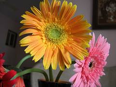 Mumbai Flowers