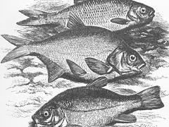 three fish