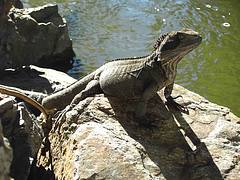 Lizard