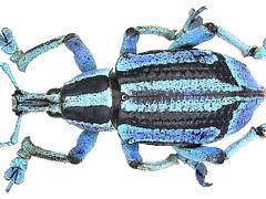 Eupholus bennetti Gestro, 1876