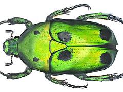 Heterorrhina sexmaculata (Fabricius, 1801)