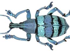 Eupholus amalulu Porion, 1993