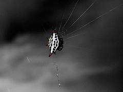 Web 2