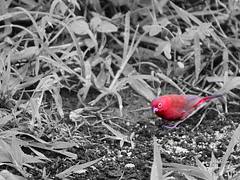 Bird 2