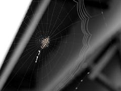 Web 1