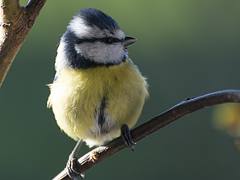 Blaumeise Blue tit