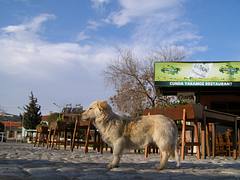 Balıkesir Köpek