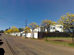 Ipês amarelos