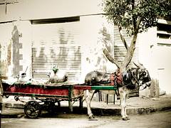 So, you are in Egypt :)) | يبقي أنت أكيد في مصر :))