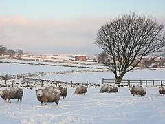 Sheep, Tree and Snow, Baldwin Lane, Clayton