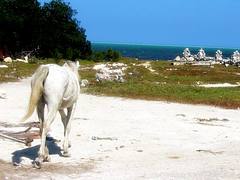 Wandering Horse