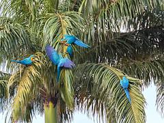 Blue-and-yellow Macaw | Guacamayos azul y amarillo (Ara ararauna) Blue-and-yellow Macaw | Guacamayos azul y amarillo (Ara ararauna)