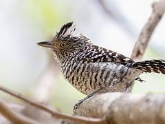 Barred Antshrike | Pavita Hormiguera Común (Thamnophilus doliatus fraterculus) (♂) Barred Antshrike | Pavita Hormiguera Común (Thamnophilus doliatus fraterculus) (♂)