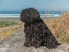 Beach Puli