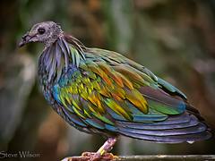 Nicobar Pigeon