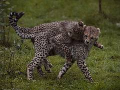 Cheetah Twins Playing