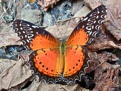 Red Lacewing (Cethosia biblis)