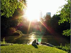 Central Park "Dog in the Sun"