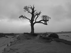 Dead Tree Chatham Islands