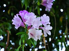 Blossems