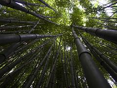 Bamboo Forest Canopy