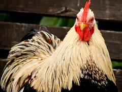 chicken