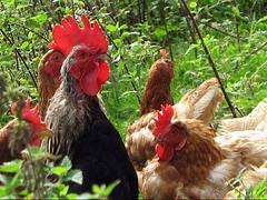 Chickens