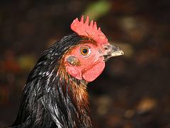 Chicken