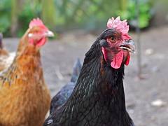 Chickens