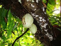 Cacao